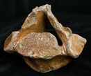 Woolly Rhinoceros Vertebra Bone - Late Pleistocene #3446-2